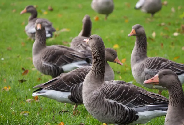 Greylag goose — Stock Photo, Image