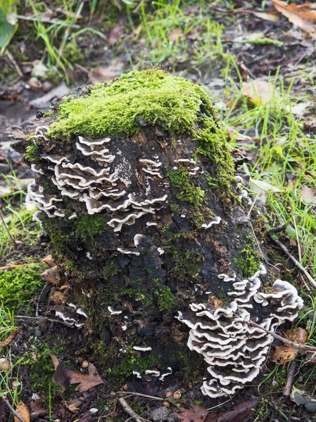 Bjerkandera fumosa mushroom — Stock Photo, Image