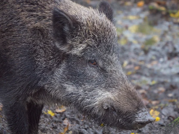 Adult wild boar — Stock Photo, Image