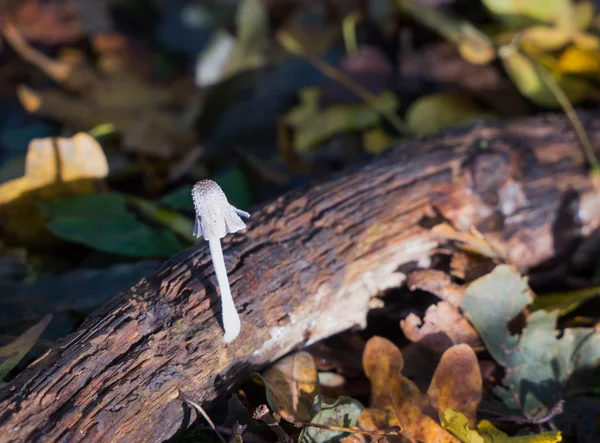 Coprinus comatus fungus commonly known as shaggy ink cap or lawy — Stock Photo, Image