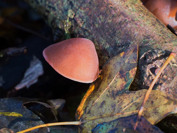 Hirneola Aurikel-judae of auricularia Aurikel-judae schimmel — Stockfoto