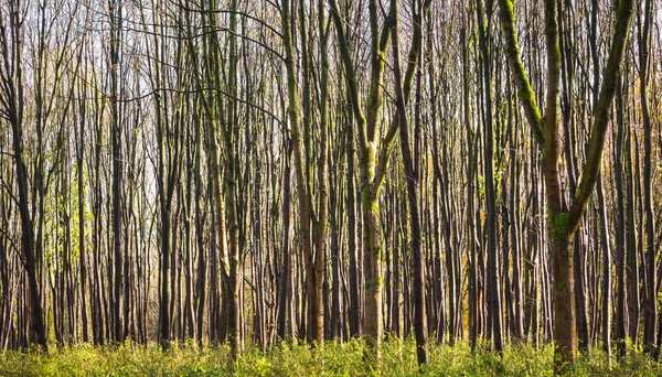 Patrón de árboles jóvenes en el bosque — Foto de Stock