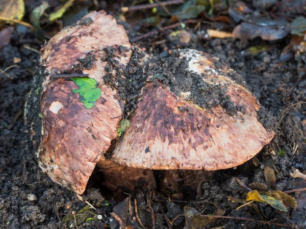 Allopsalliota geesterani is a rare fungus only found in the Neth — Stock Photo, Image