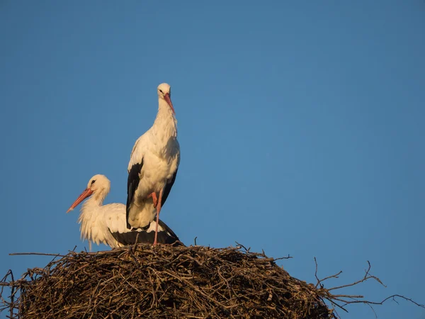 Two stork on a nest pole at sunset — Stock Photo, Image