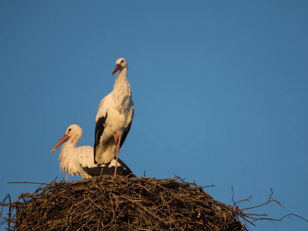 Два аиста на гнезде на закате — стоковое фото
