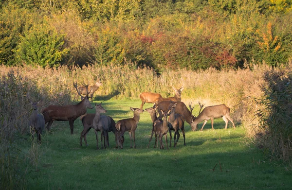 Mandria di cervi in autunno al tramonto — Foto Stock