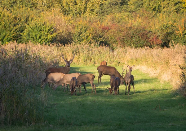 Herde misstrauischer Hirsche im Herbst bei Sonnenuntergang — Stockfoto