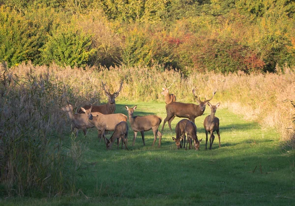 Manada de ciervos cautelosos en el otoño al atardecer — Foto de Stock