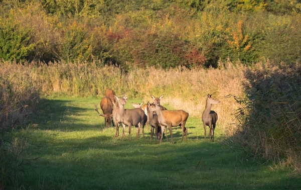 Manada de ciervos en el otoño al atardecer — Foto de Stock