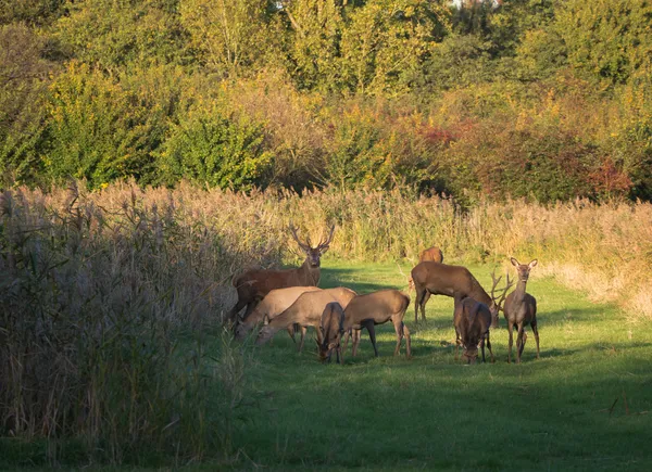 Herd of wary deer in the fall at sunset — Stock Photo, Image