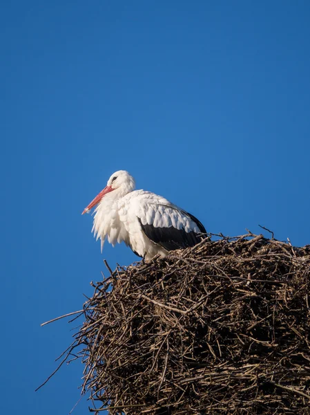 Stork on a nest pole — Stock Photo, Image