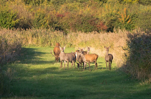 Herd of deer in the fall at sunset — Stock Photo, Image