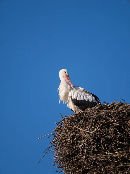 Stork on a nest pole — Stock Photo, Image