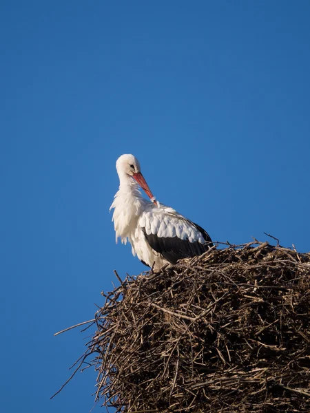 Stork on a nest pole — Stock Photo, Image