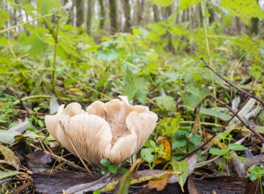 konveks lepista veya clitocybe nebularis mantar