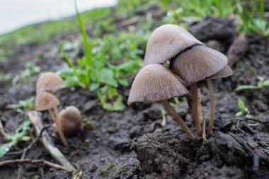 Mycena galericulata veya ortak kaporta mantar