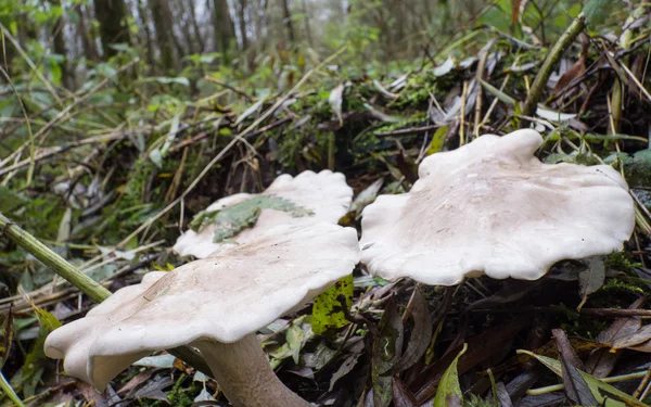 Lepista or Clitocybe nebularis mushroom — Stock Photo, Image