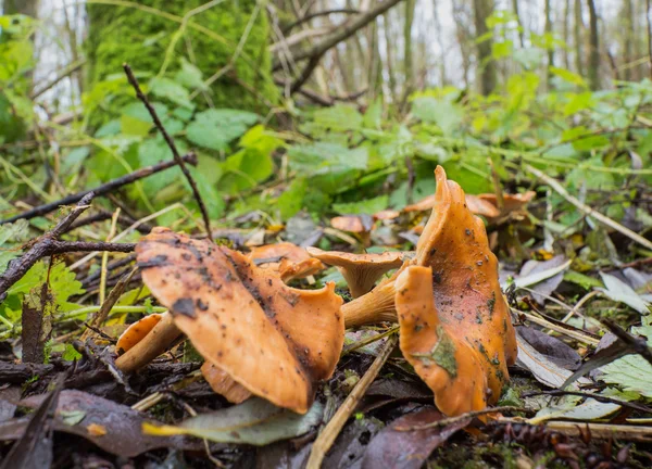 Cantharellus cibarius or golden chanterelle — Stock Photo, Image