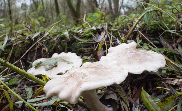 Champignon Lepista ou Clitocybe nebularis — Photo