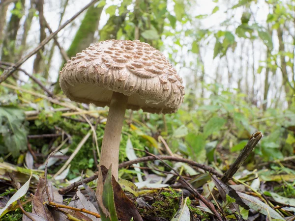 Shaggy parasol mushroom — Stock Photo, Image