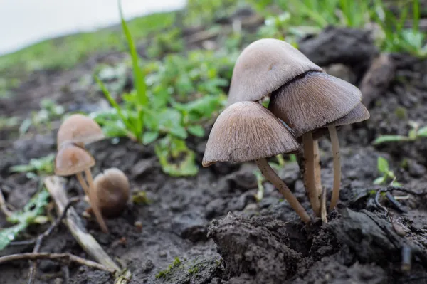 Mycena galericulata o champiñón capó común — Foto de Stock