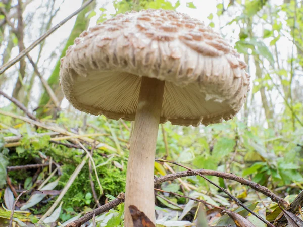 Shaggy parasoll svamp — Stockfoto