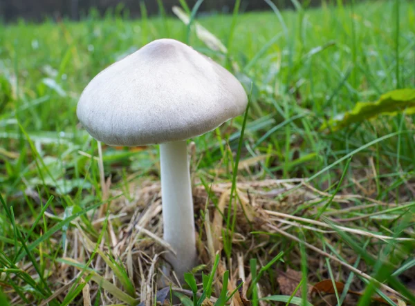 Volvariella gloiocephala or big sheath mushroom — Stock Photo, Image