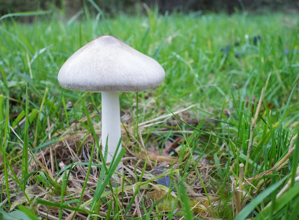 Volvariella gloiocephala o hongo de vaina grande —  Fotos de Stock