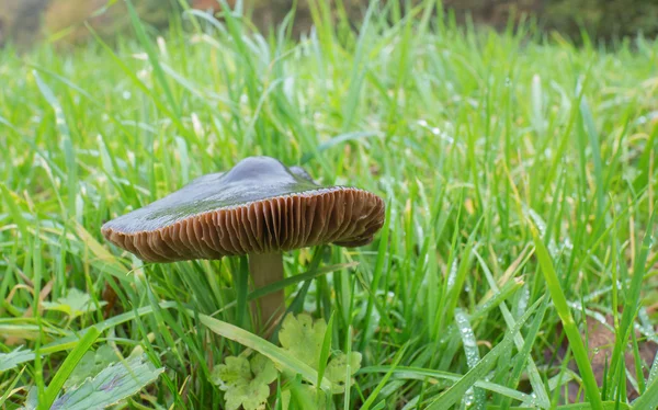 Pluteus cervinus or deer mushroom — Stock Photo, Image