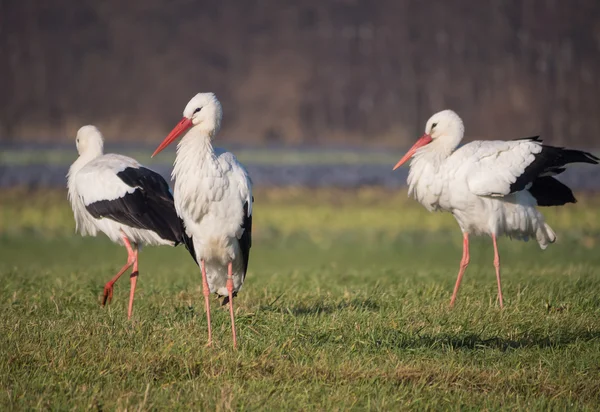 Stork i slutet av sommaren — Stockfoto