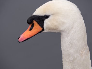 mute swan Close-Up