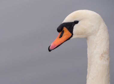 mute swan Close-Up
