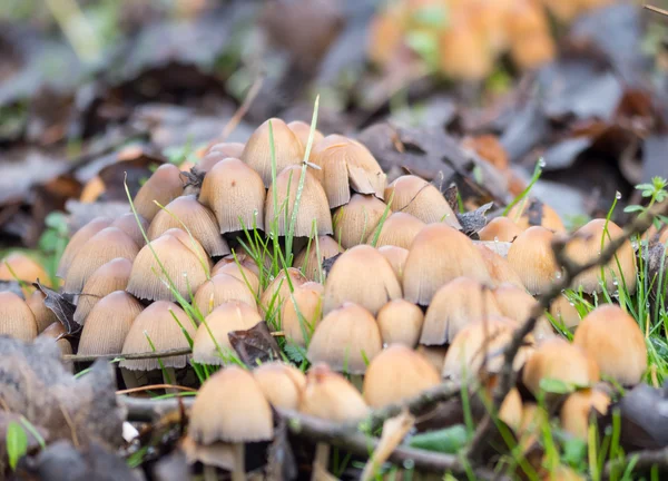 Coprinellus micaceus paddestoel — Stockfoto