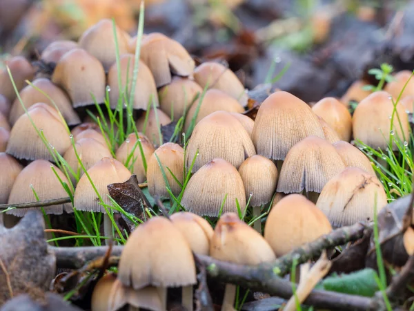 Seta Coprinellus micaceus — Foto de Stock