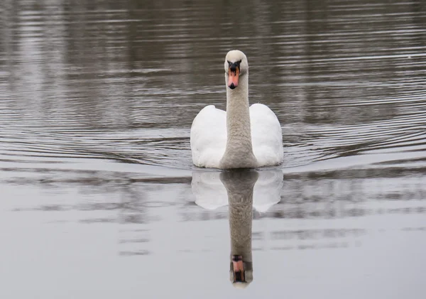 Swan and reflection in water — Stock Photo, Image