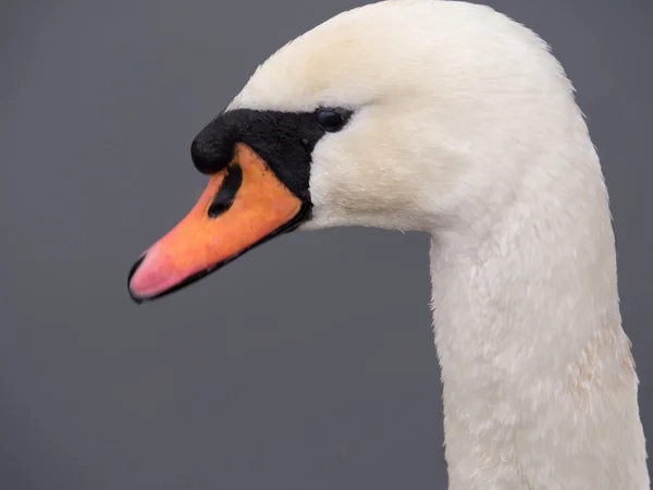 Close-up of a mute swan — Stock Photo, Image