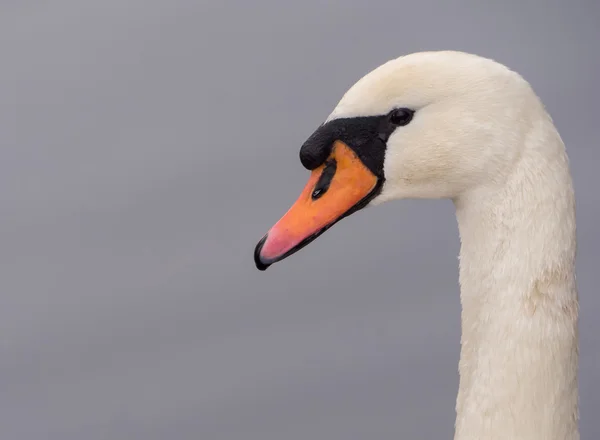 Gros plan d'un cygne muet — Photo