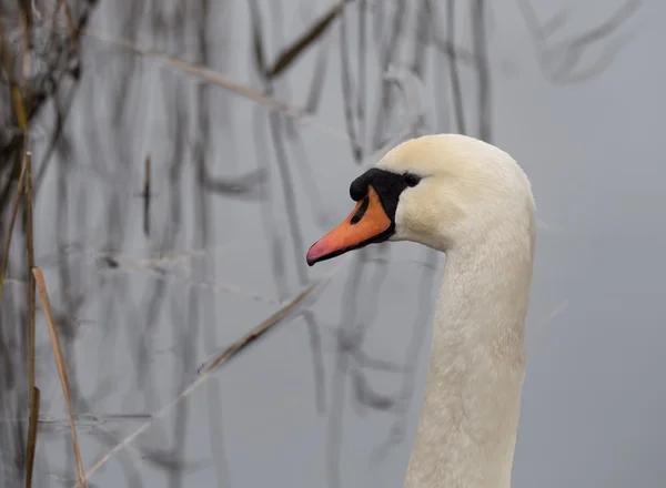 Primo piano di un cigno — Stockfoto