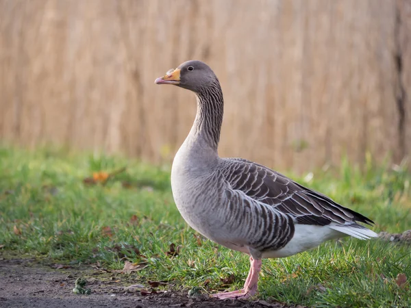 Greylag goose — Stock Photo, Image