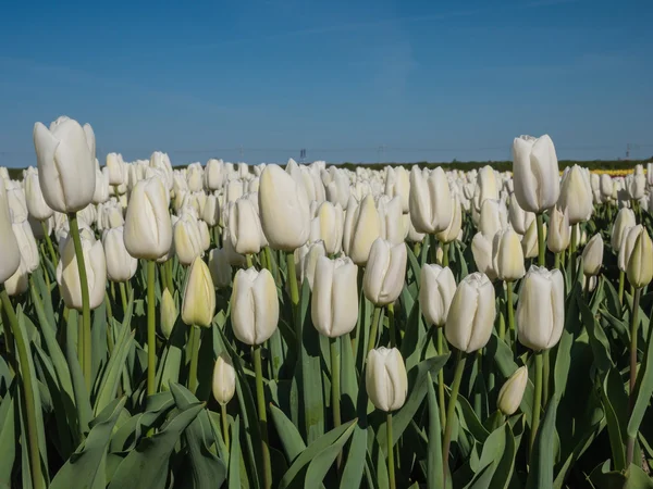Veld van witte tulpen — Stockfoto
