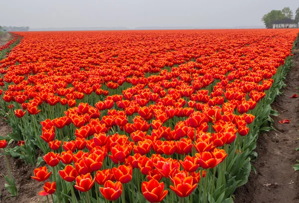 Gebied van vurige rode en oranje gekleurde tulpen — Stockfoto