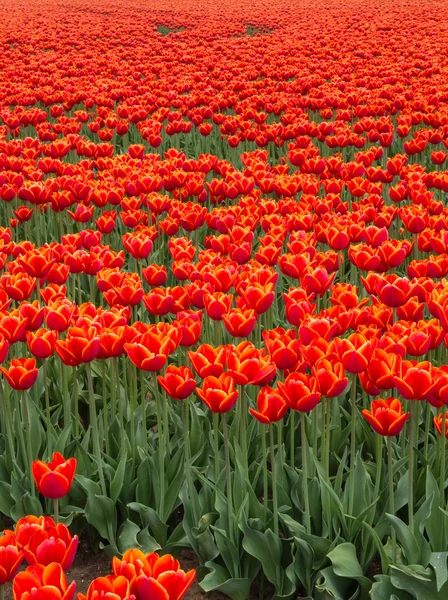 Field of fiery red and orange colored tulips — Stock Photo, Image