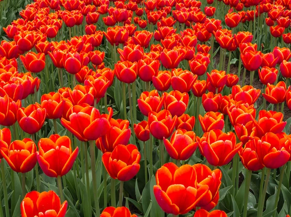 Field of fiery red and orange colored tulips — Stock Photo, Image