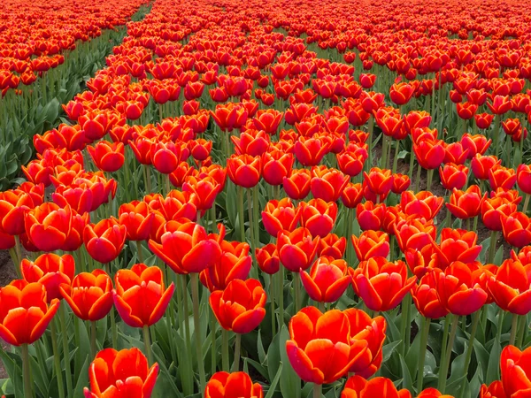 stock image Field of fiery red and orange colored tulips