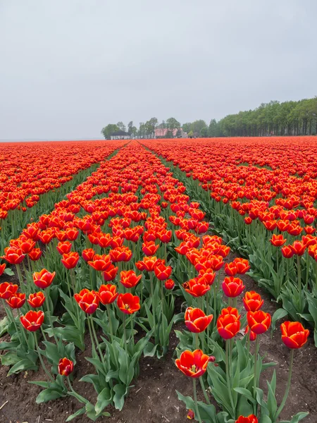 Gebied van vurige rode en oranje gekleurde tulpen — Stockfoto