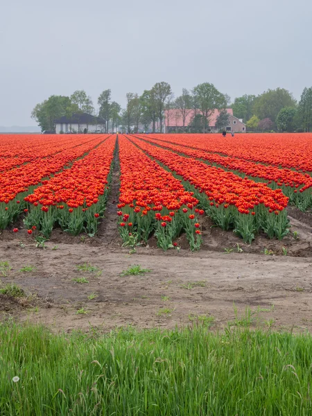 Pole ohnivě červené a oranžové barevné tulipány — Stock fotografie