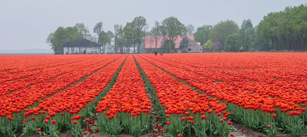 Campo de tulipanes de color rojo y naranja ardiente —  Fotos de Stock