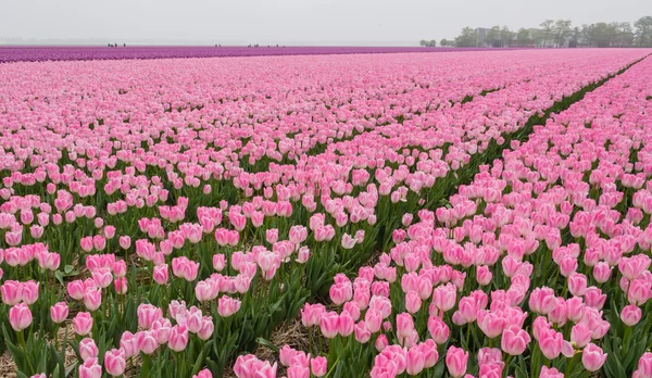 Field of pink colored tulips — Stock Photo, Image