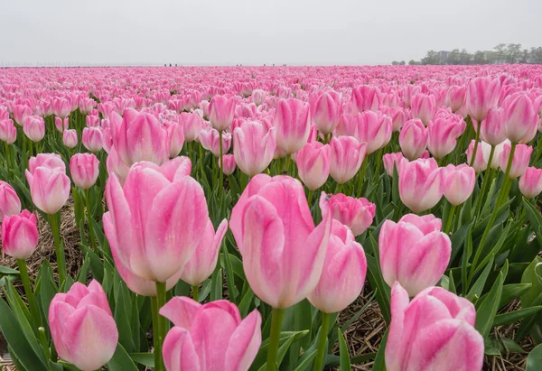 Gebied van roze gekleurde tulpen — Stockfoto