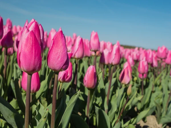 Gebied van roze gekleurde tulpen — Stockfoto